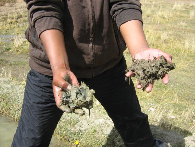 Two handfuls of soil: On the right, from a field out of reach of mineaffected irrigation water; on the left, from a field covered in “lamas.” (Heather Williams)