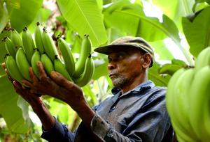 Going for Broke: The Corporate Players Behind the Demise of the Caribbean Banana Trade (Part 2)