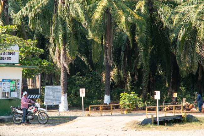 Palm fruit is transported to strategically located storage facilities like the one in Matamoros ejido in the municipality of Acapetahua, close to the REBIEN's buffer zone. (Aldo Santiago)