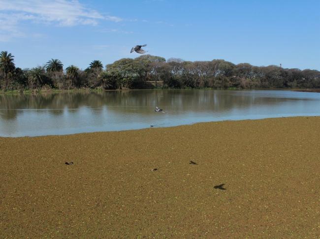 El Río Paraná desde la costa de Buenos Aires (Virginia Tognola).