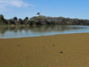 Activists Call for Legislation to Protect Argentina's Wetlands