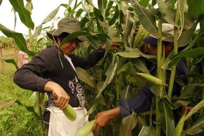 Central to Nicaragua's popular economy are the cooperatives. Here cooperative workers pick corn in Posoltega, Nicaragua in 2012.  (Ivan M. García/Oxfam, Flickr)