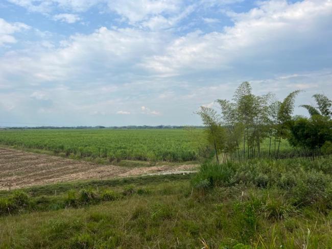 Campos de caña de azúcar en el norte del Cauca, Colombia. ((Virginie Laurent)