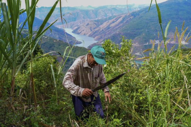 Fabio Muñoz cuts weeds away from his sugar cane plants on his farm above the Cauca river in Briceño, Colombia. (Photo by Alex Diamond)