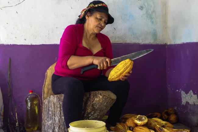 Angélica Mazo cuts open cacao husks. The pods ferment for five days before she toasts and grinds them, producing bitter and strong balls of pure chocolate that she sells at campesino markets. (Photo by Alex Diamond)