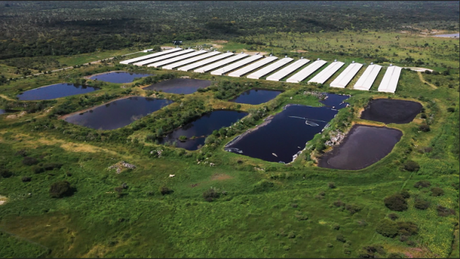  En México, el incremento del consumo de proteína animal y la apertura de nuevos mercados, como el chino, han impulsado la expansión de granjas porcícolas industriales, como ha sucedido en el occidental estado de Jalisco (Foto: Igualdad Animal).