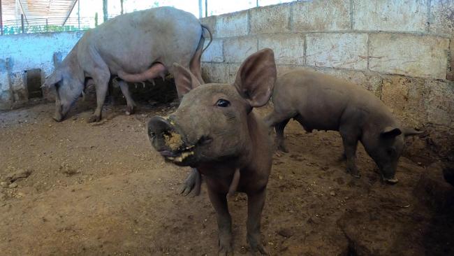 The Mexican pork industry plans to continue to expand installed capacity and production, fueled by the opening of new markets, such as China (Photo: Courtesy of Greenpeace Mexico).