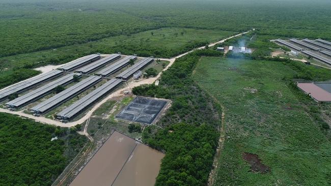 The south-eastern state of Yucatán has become the focal point of expansion in the pork industry. Here an aerial photo shows a pork farm in the state (Photo: Courtesy of Greenpeace Mexico).