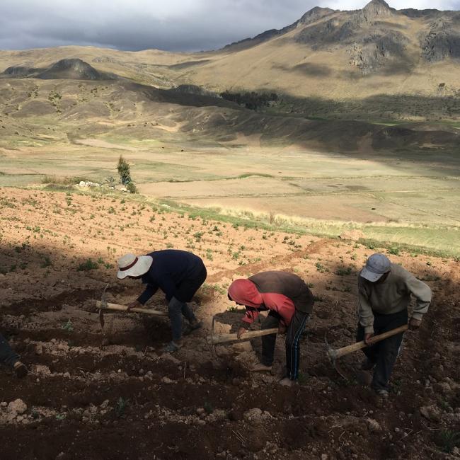 A family in Peru's Potato Park works together to prepare the soil for planting potatoes (David Greenwood-Sánchez).