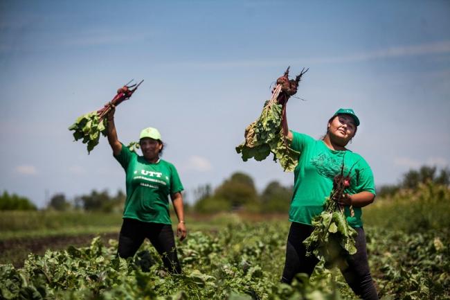 Members of the Land Workers Union (UTT) harvesting beets in Argentina. (Courtesy of UTT)