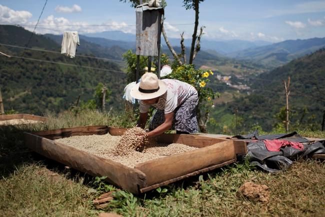 Alicia Tamanís, an Embera Chami woman and coffee grower from the Karmata Rua Indigenous Reserve in Jardín, Antioquia, Colombia, works on her harvest. October 6, 2013. (Photo by James Rodríguez)