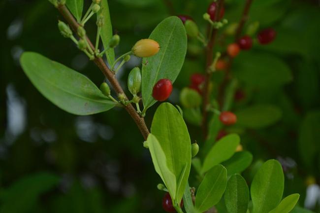 Several plantssuch as the coca plant photographed here in the Colombian department of Metaare at the center of debate regarding production and illicit use in Colombia. (Danna Guevara / Wikimedia Commons / CC BY 4.0)