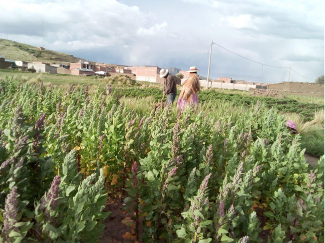 In years when there is a good harvest, quinoa can provide an important source of nutrition and additional income to cover household expenses. (Hilda B. Manzano Chura)