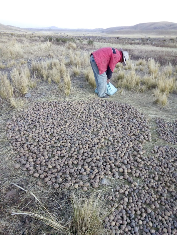 After a process of dehydration, chuño can be stored for more than a decade, making it an important food in times of scarcity. (Hilda B. Manzano Chura)