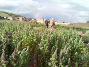 Aumento de la inseguridad alimentaria en los Andes