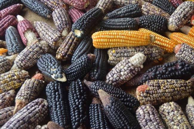 Diverse maize varieties from the Caribbean Region of Colombia (Valeria García López).