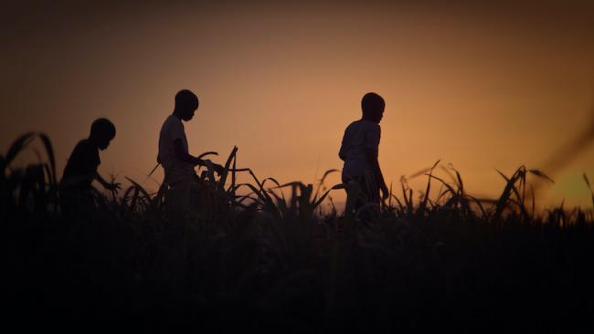 Young boys run through a Dominican sugar cane field. (Stateless)