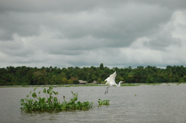 Río Orinoco, 2011 (Gosia Malochleb / CC BY-NC 2.0)