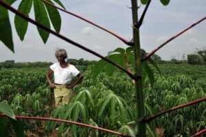 Caribbean Food Sovereignty During Covid-19