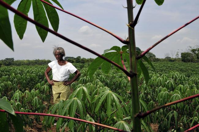 Cassava production in Colombia's southwestern Cauca department (Photo: Neil Palmer/CIAT).