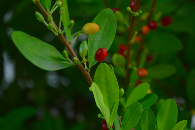 Planta de coca (Danna Guevara / CC BY-NC 4.0)