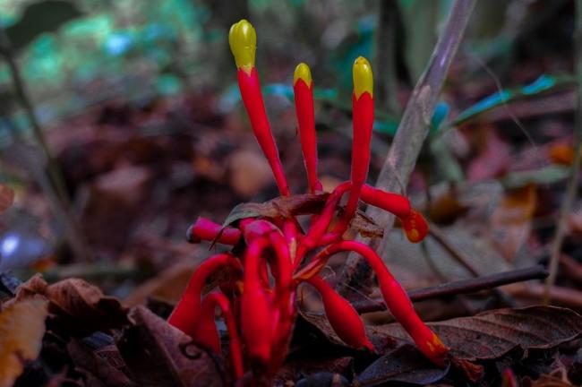 In the hojarasca, new plant life emerges from decaying organic material, a concept Lyons harnesses as a metaphor to describe campesino life-making processes amid the death and destruction of Colombia's conflict. (Photo: Alex Diamond)